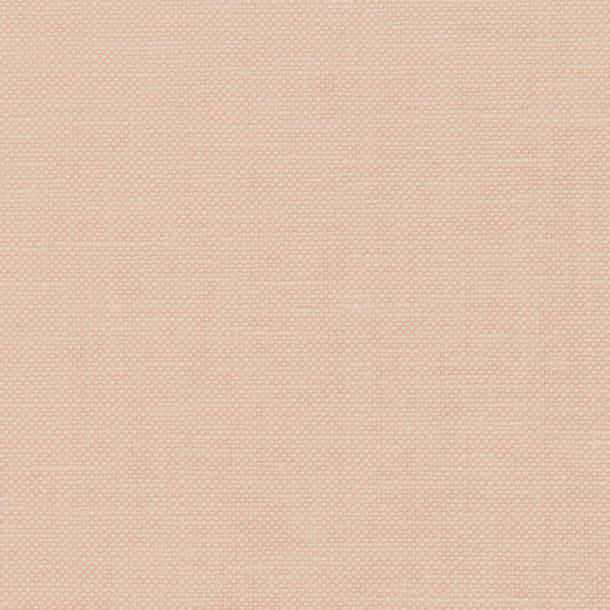 Polo Club - Blush
