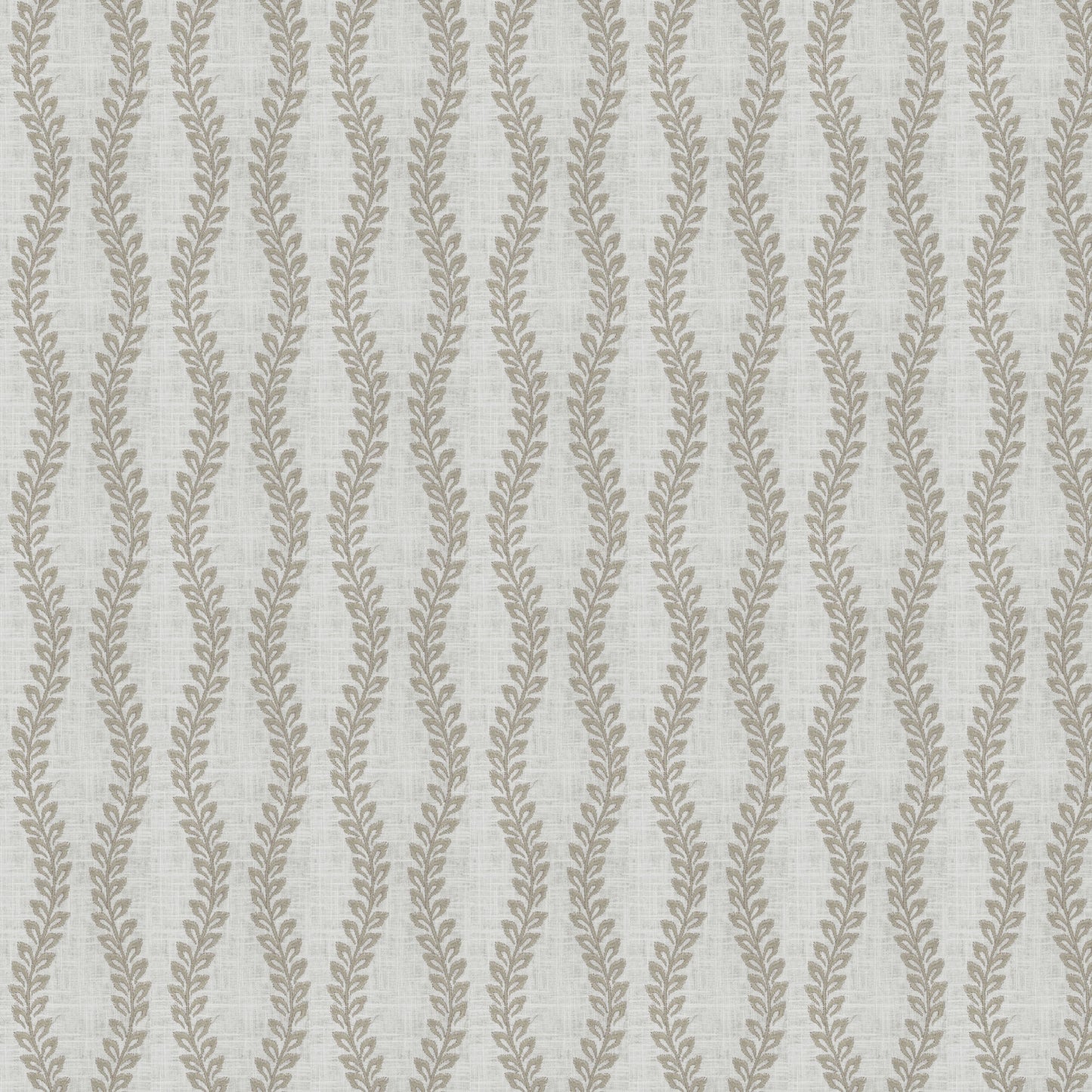 Bergamo (Fc) - Dusty Miller