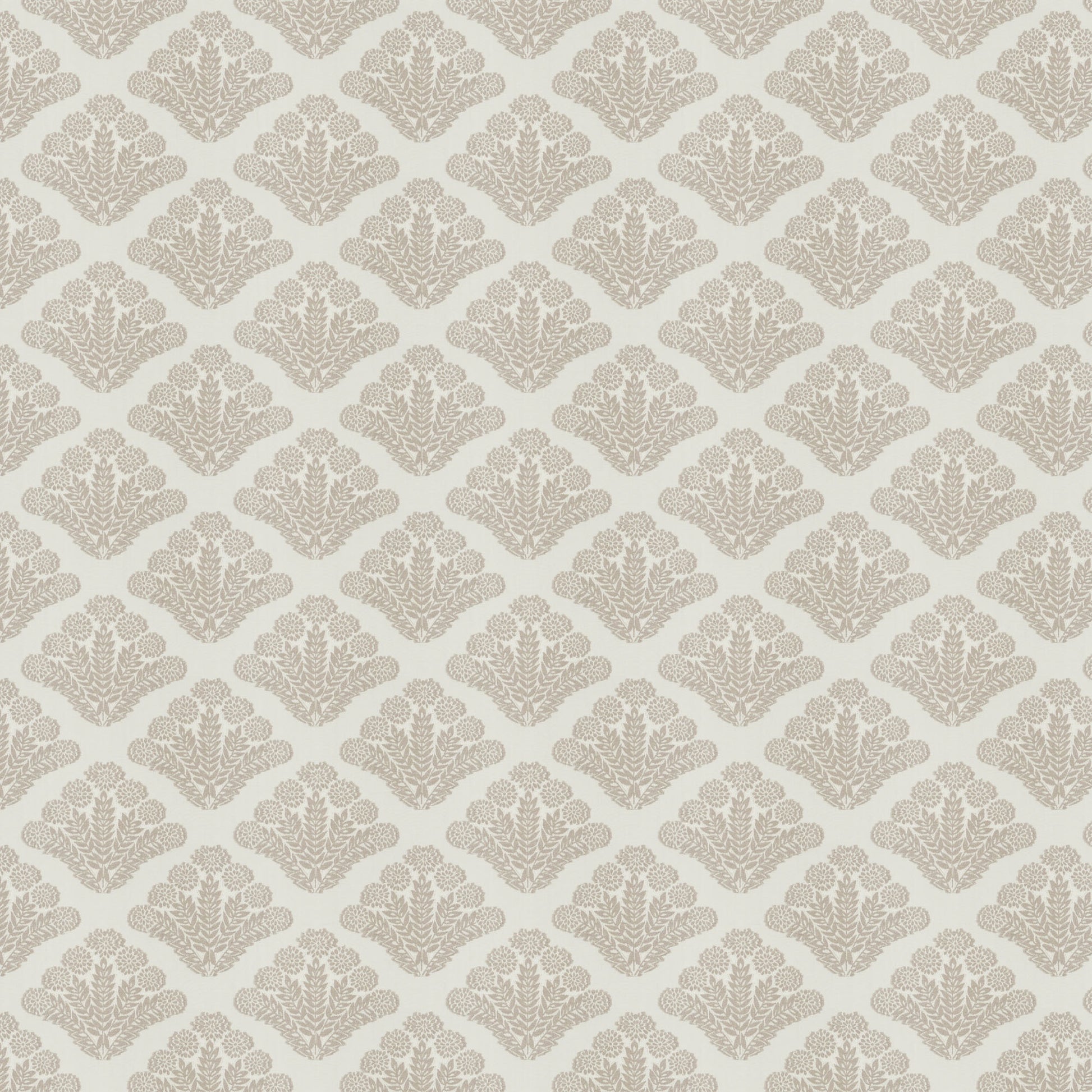Trieste (Fc) - Dusty Miller