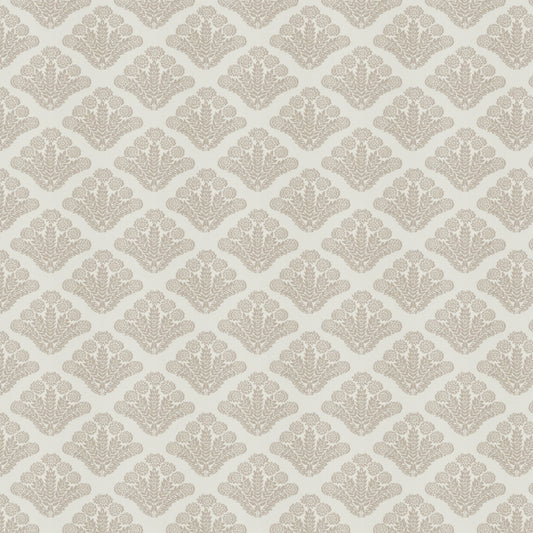 Trieste (Fc) - Dusty Miller