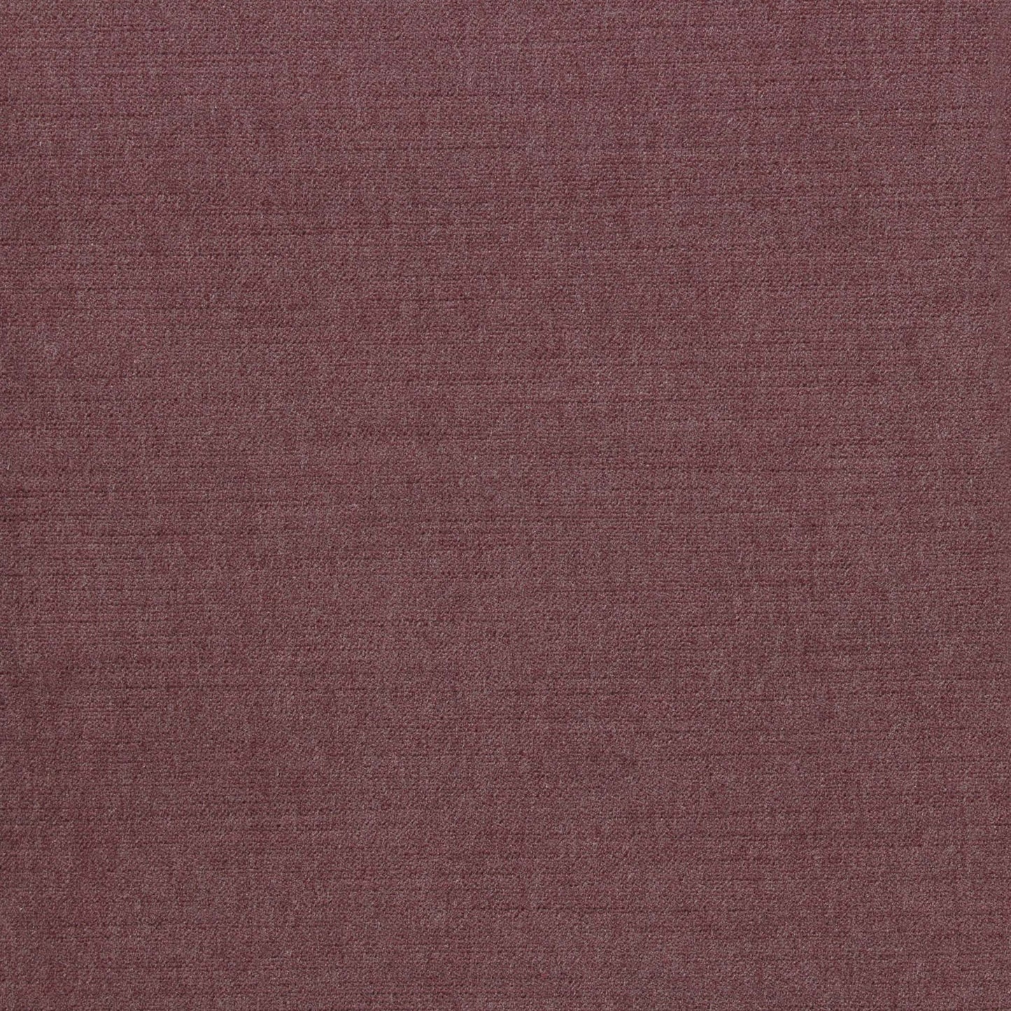 Ella Pfr (Ri) - Performance - Cerise