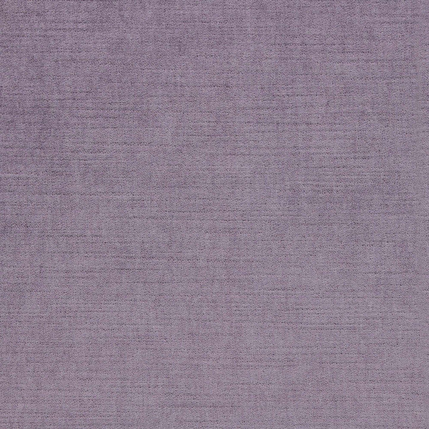 Ella Pfr (Ri) - Performance - Phlox