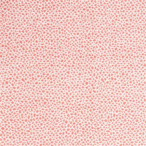 cheetah-outdoor-coral-reef
