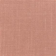 Lovely Aura - 7 Rose