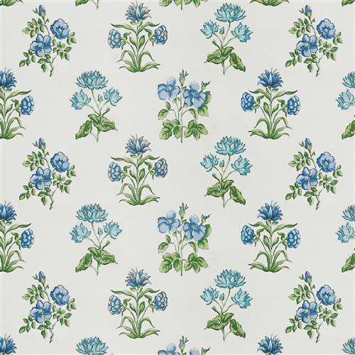 atticus-fc-delphinium
