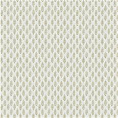 Perugia (Fc) - Dusty Miller